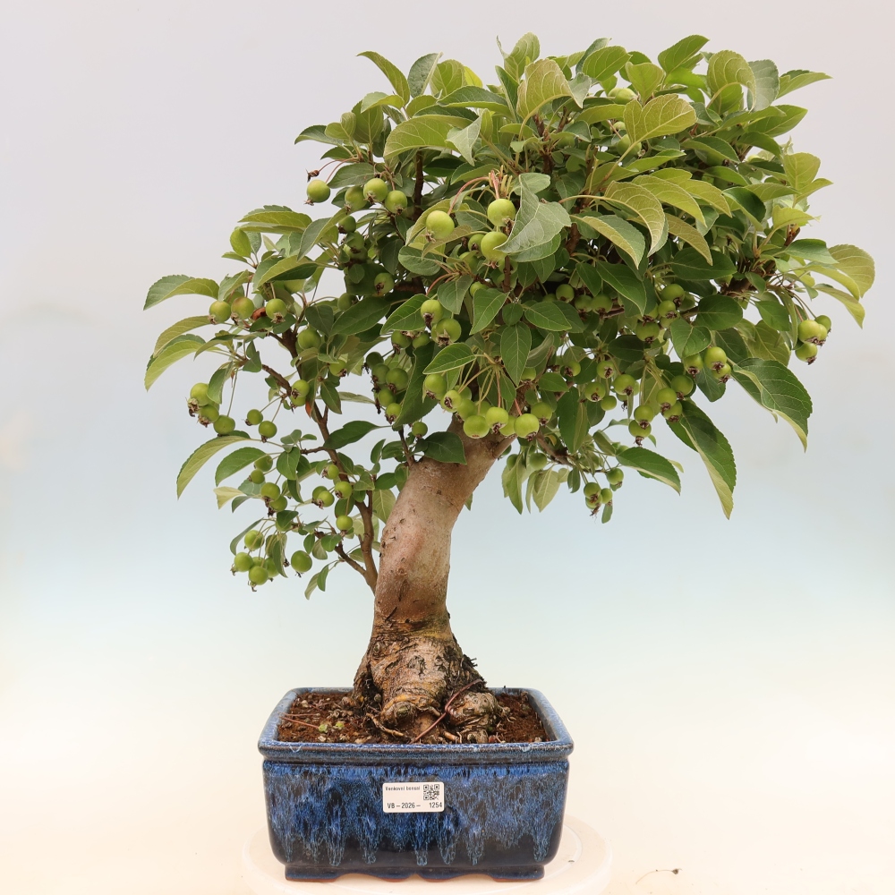 Outdoor bonsai - Malus halliana - Jabłoń drobnoowocowa