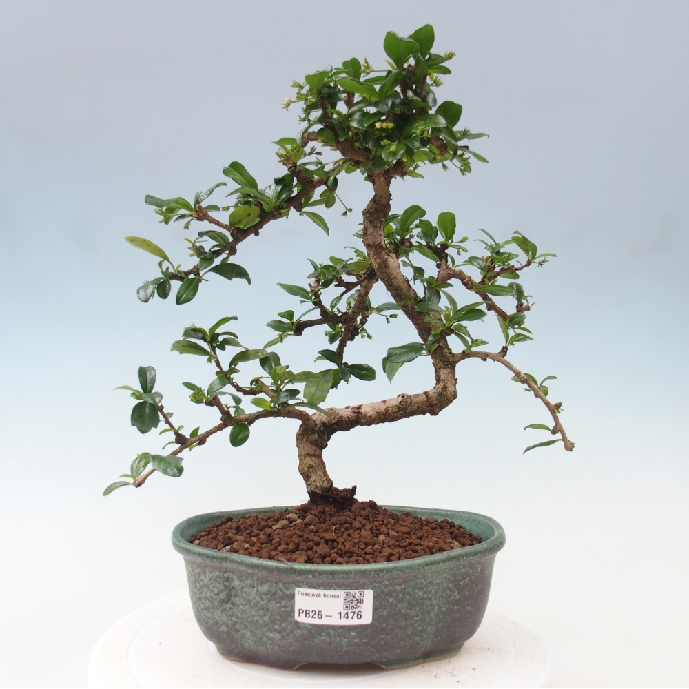 Bonsai wewnętrzne - Carmona makrophylla - Herbata Fuki