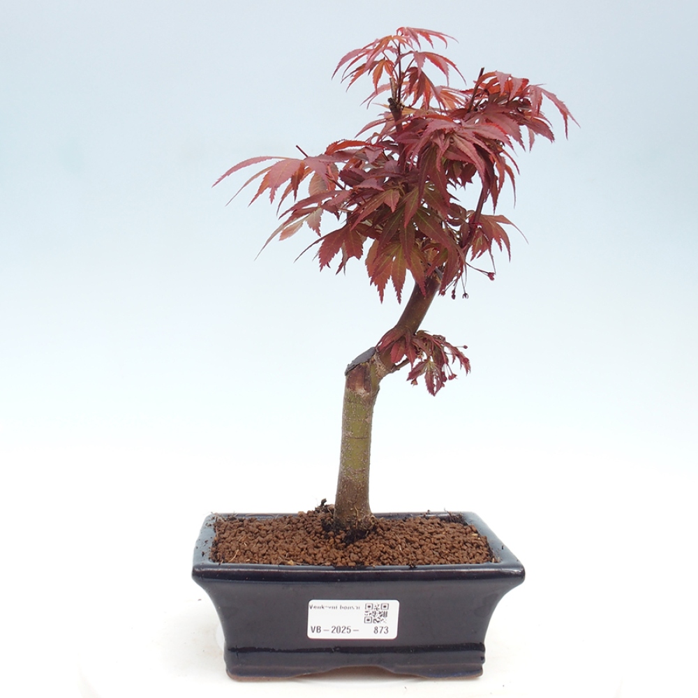 Bonsai zewnętrzne - palma Acer. Klon Atropurpureum-Palmleaf