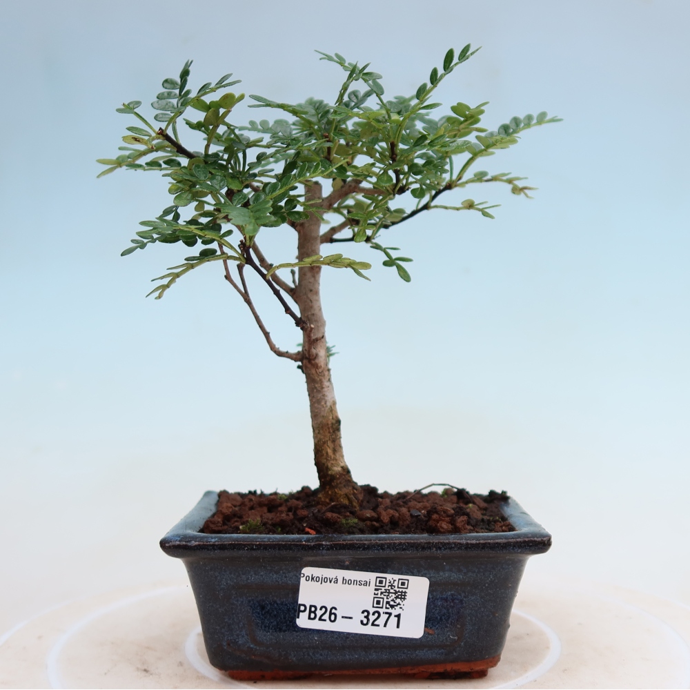 Pokój bonsai - Zantoxylum piperitum - drzewo pieprzowe
