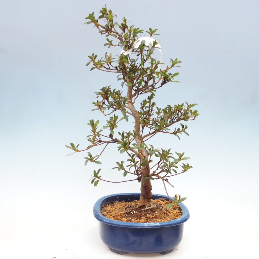 Bonsai zewnętrzne - Azalia japońska - Azalia Beniko