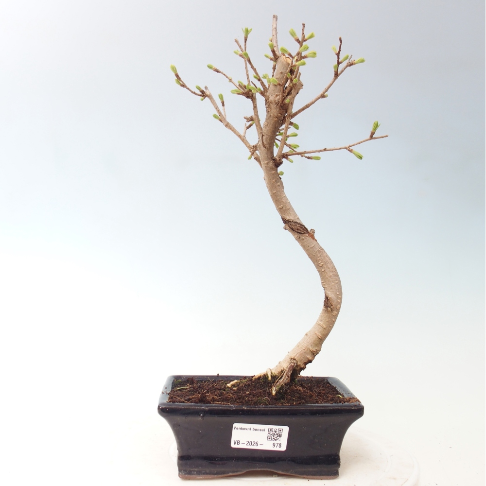 Bonsai zewnętrzne - Pseudolarix amabis-Pseudolarix amabis