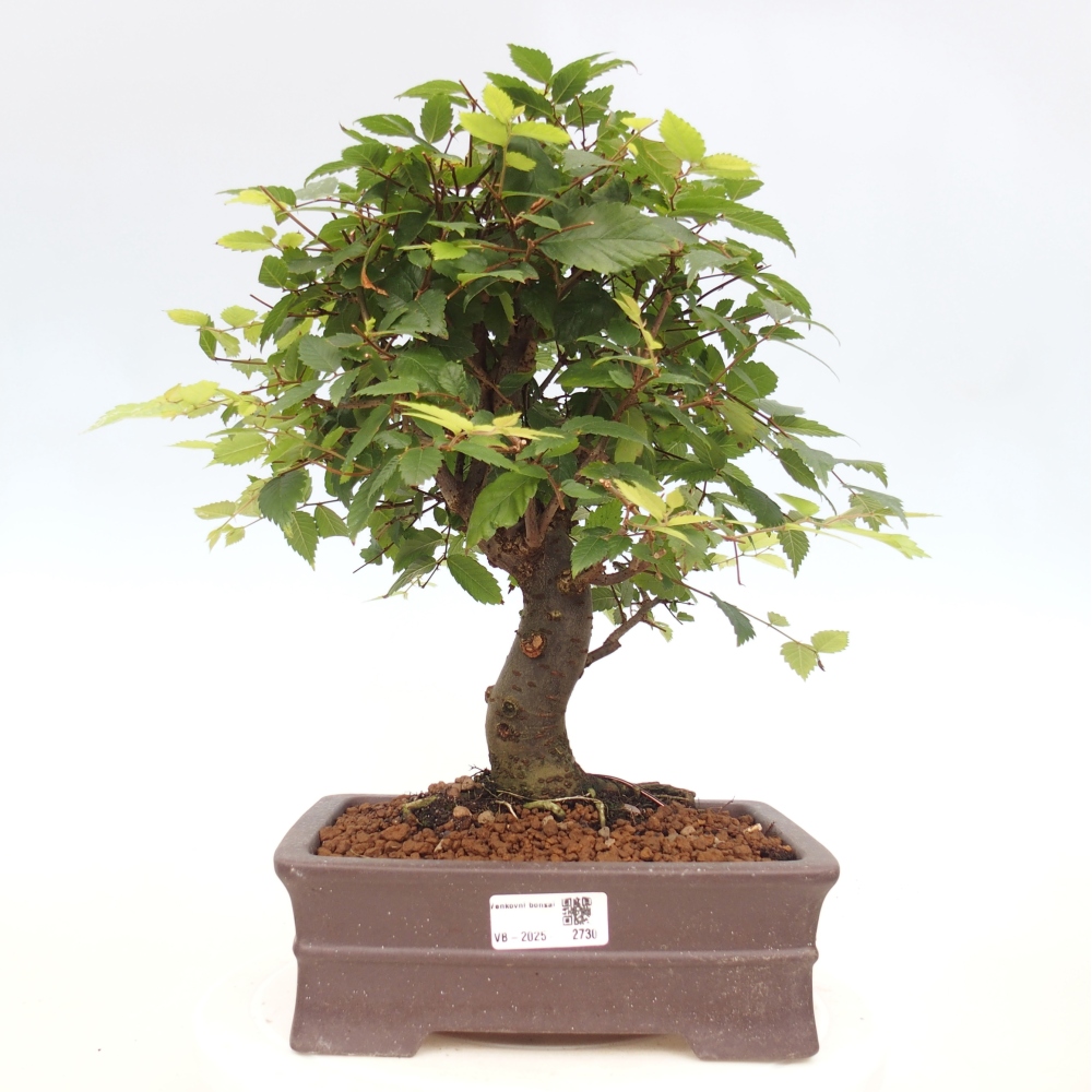 Bonsai na zewnątrz - Zelkova - Zelkova serrata