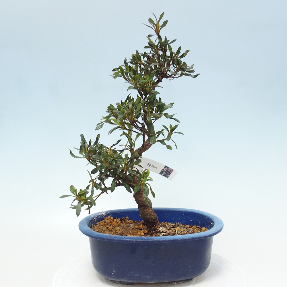 Bonsai zewnętrzne - Azalia japońska - Azalia CHIHIRO