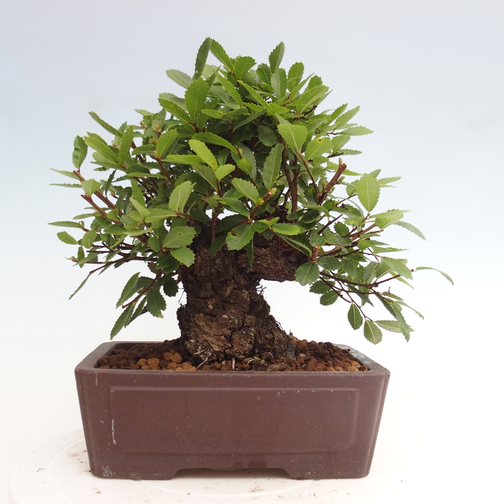 Outdoor bonsai - Zelkova - Zelkova NIRE