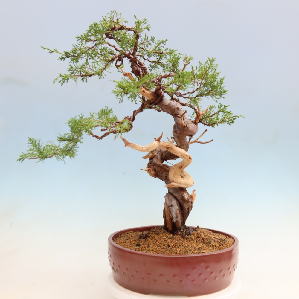 Bonsai ogrodowe – Juniperus chinensis Itoigawa – jałowiec chiński