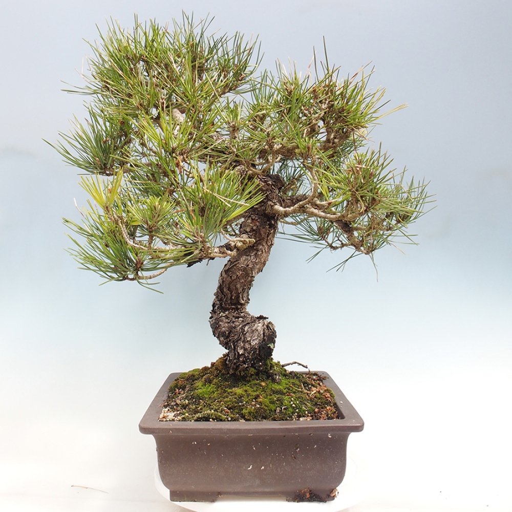 Outdoor bonsai - Pinus thunbergii - sosna Thunberga