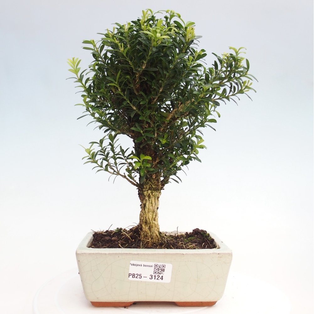 Pokój Bonsai - Buxus harlandii - Bukszpan korkowy