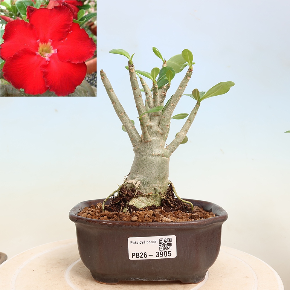 Bonsai pokojowe – Adenium obesum Red Star – Róża pustynna