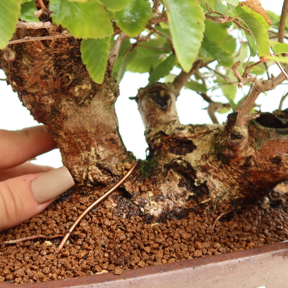 Outdoor bonsai - Carpinus CARPINOIDES - grab koreański