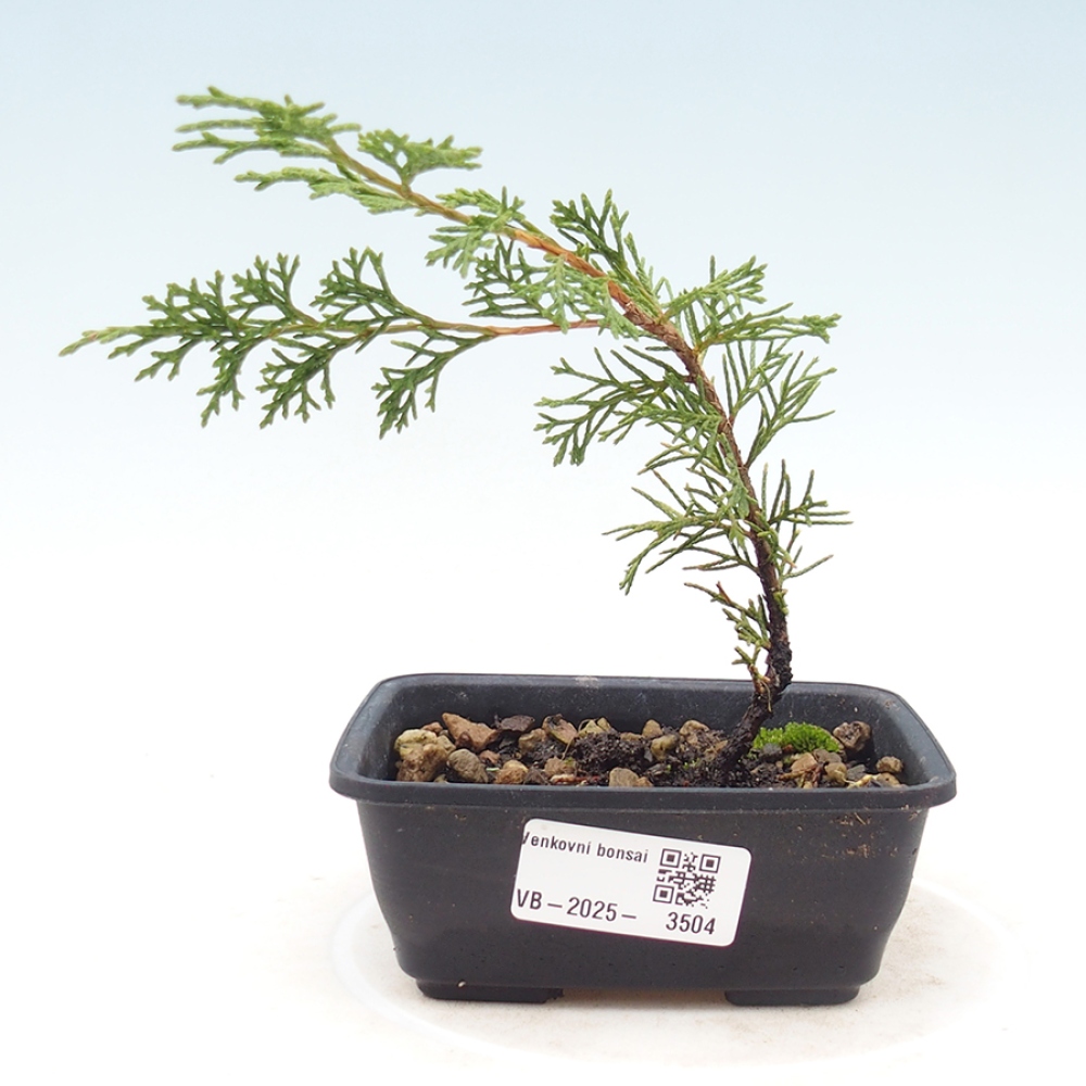 Outdoor bonsai - Juniperus chinensis Itoigawa
