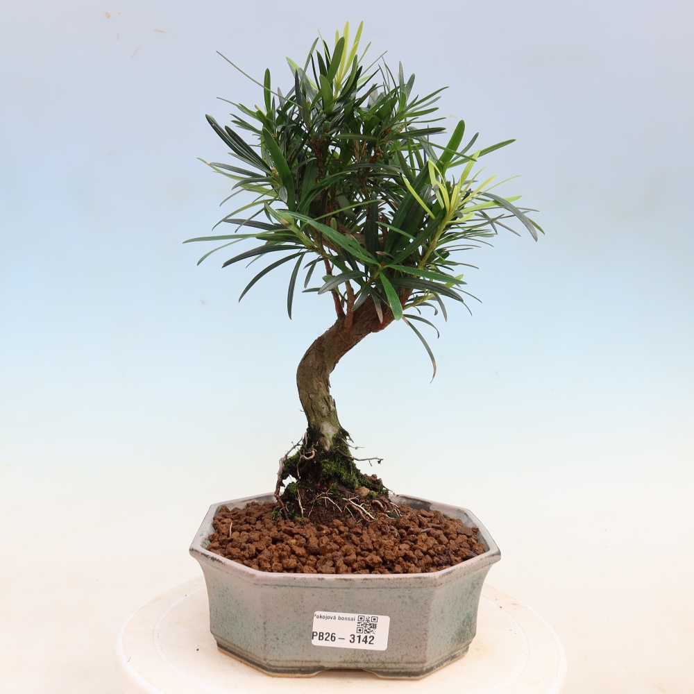 Pokój bonsai - Podocarpus - Kamienny cis