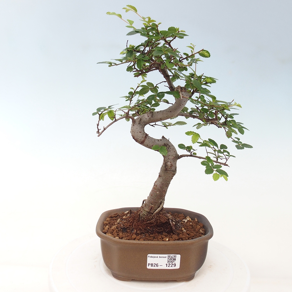 Pokój bonsai - Ulmus parvifolia - Wiąz drobnolistny