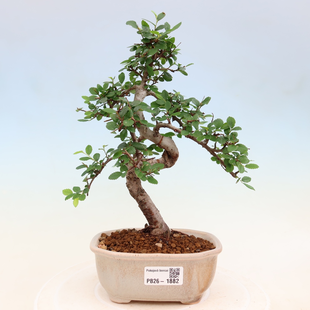 Pokój bonsai - Ulmus parvifolia - Wiąz drobnolistny