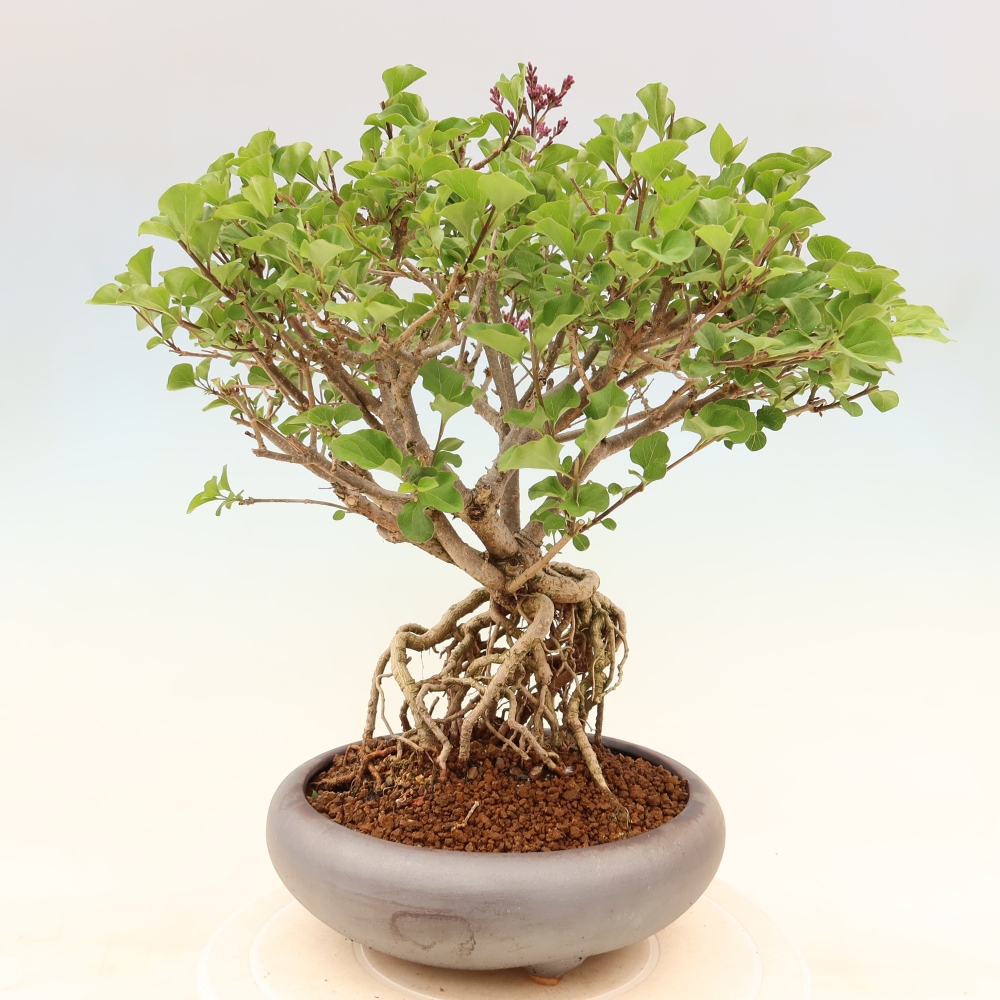 Outdoor bonsai - Syringa microphylla - liliowiec drobnokwiatowy