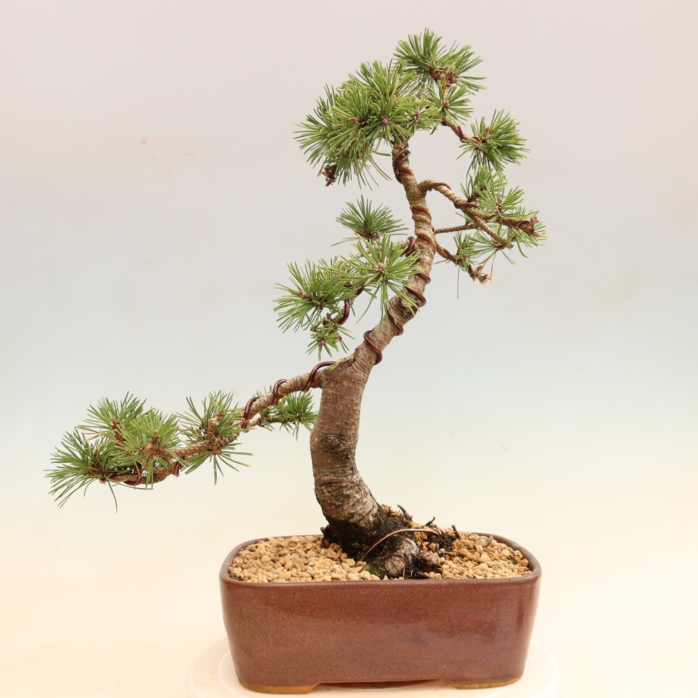 Bonsai ogrodowe – Pinus mugo Humpy – sosna karłowata