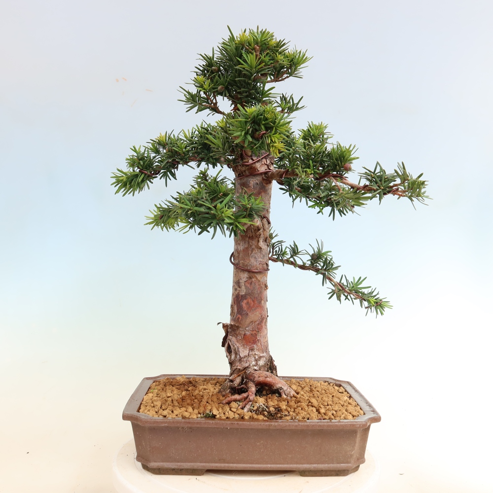 Bonsai ogrodowe – Taxus cuspidata – cis japoński