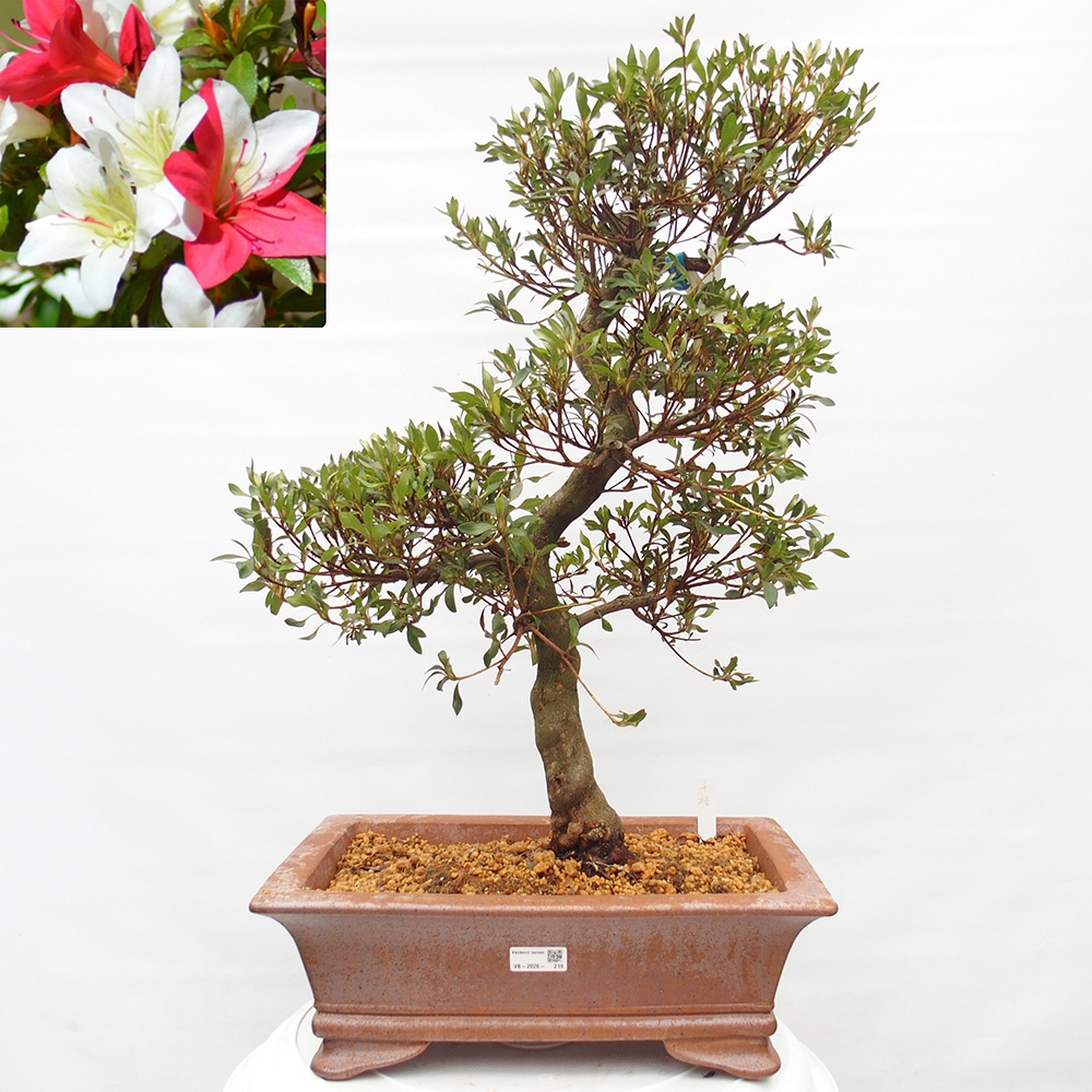 Bonsai zewnętrzne - Azalia japońska - Azalia CHIHIRO