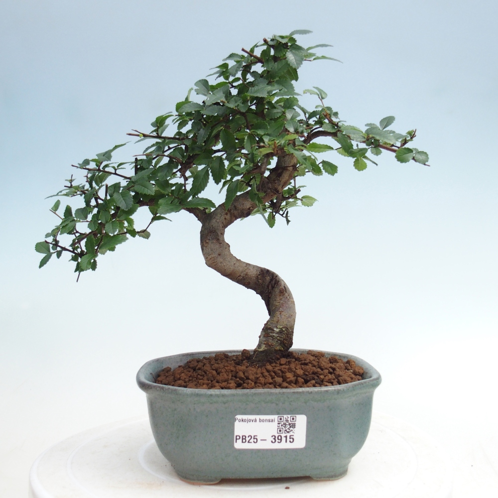 Pokój bonsai - Ulmus parvifolia - Wiąz drobnolistny