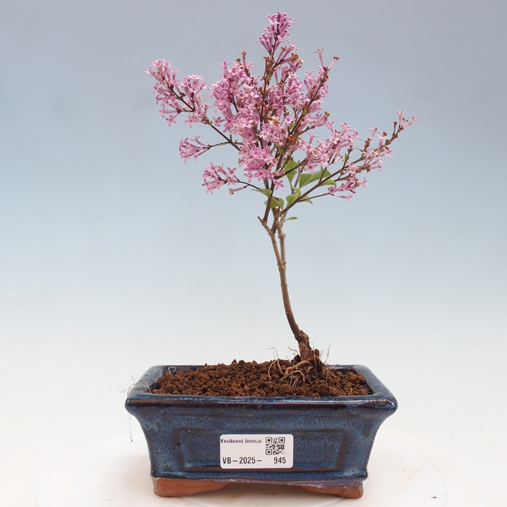 Bonsai zewnętrzne - Syringa Meyeri Palibin - Liliowy Meyera