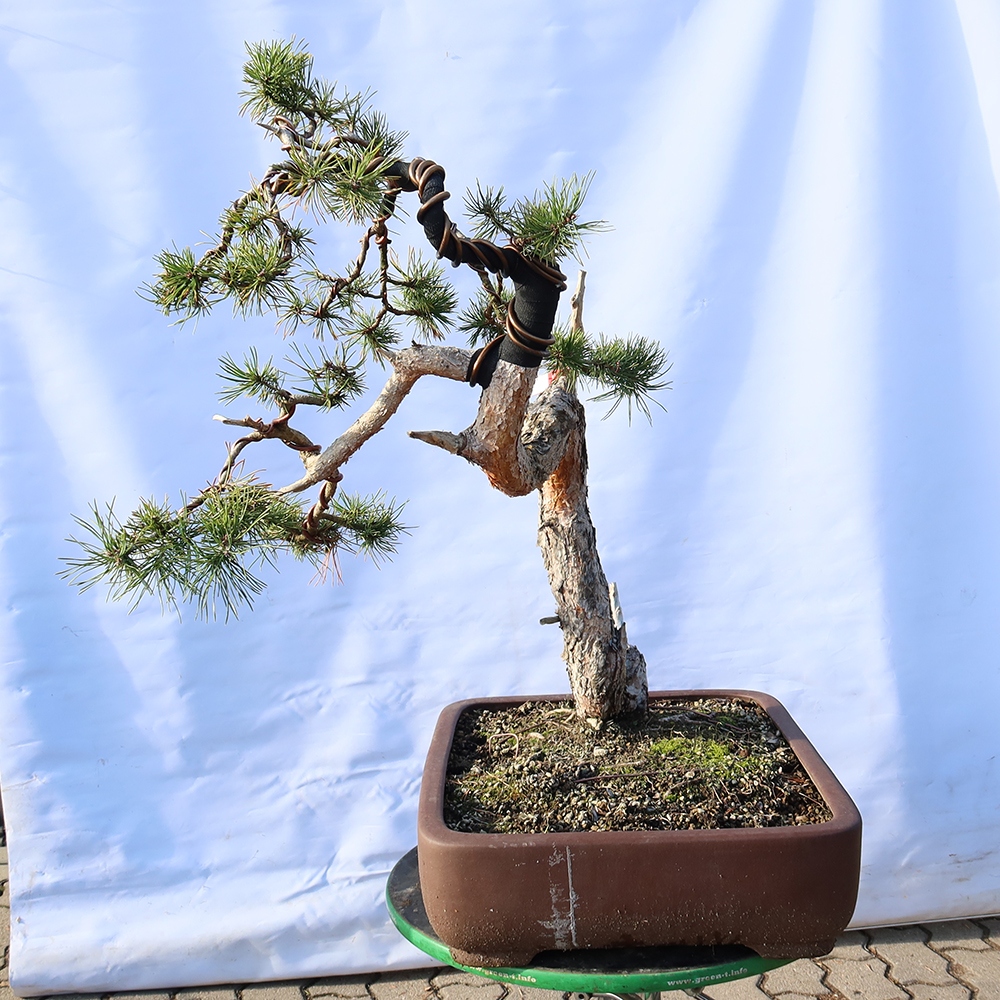 Pinus sylvestris Hiszpania – sosna zwyczajna