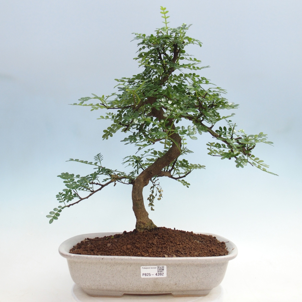 Pokój bonsai - Zantoxylum piperitum - drzewo pieprzowe