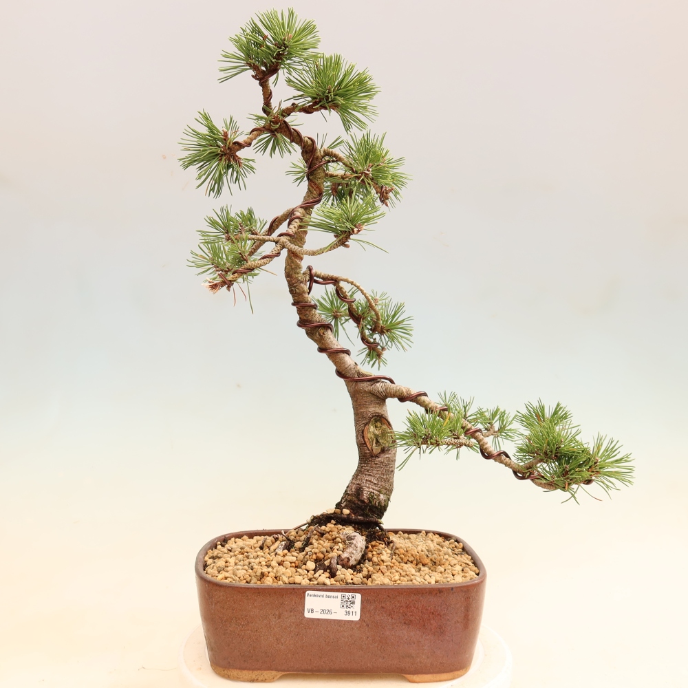 Bonsai ogrodowe – Pinus mugo Humpy – sosna karłowata