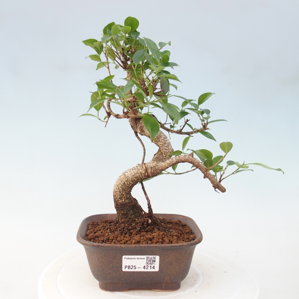 Pokój bonsai - Ficus retusa - figowiec drobnolistny