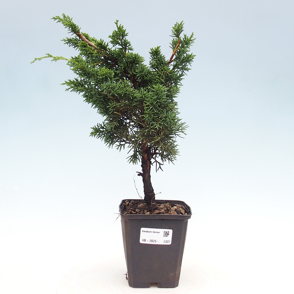 Outdoor bonsai - Juniperus chinensis Kishu - chiński jałowiec