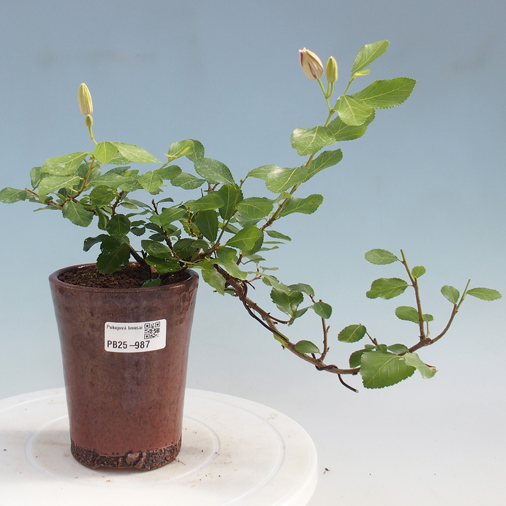 Kryty bonsai - Grewia occidentalis - Lawendowa gwiazda
