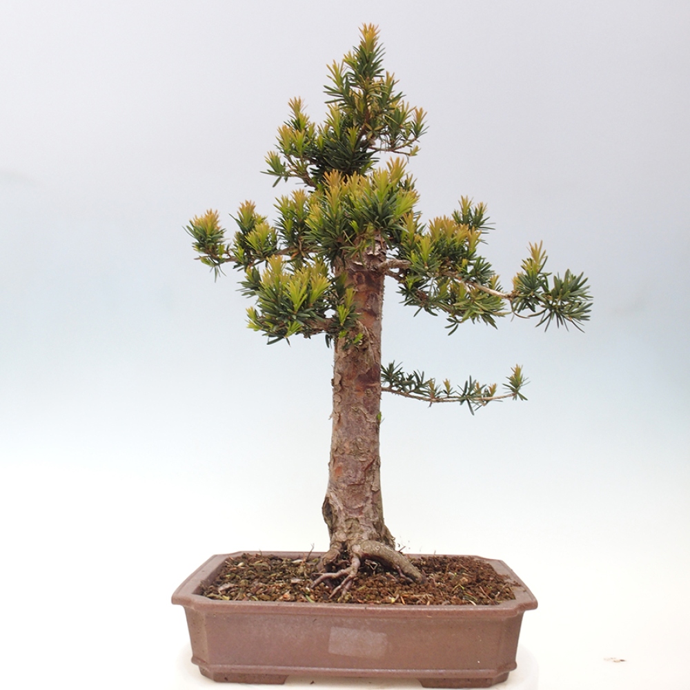 Bonsai na zewnątrz - Taxus cuspidata - cis japoński