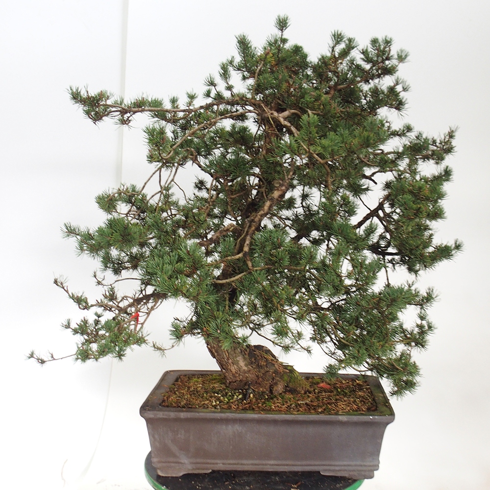 Yamadori - Pinus sylvestris Hiszpania