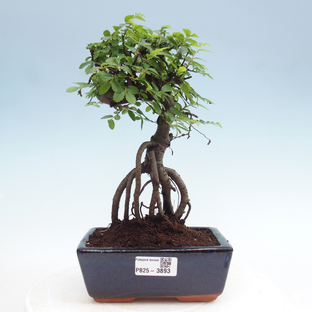 Pokój bonsai - Ulmus parvifolia - Wiąz drobnolistny