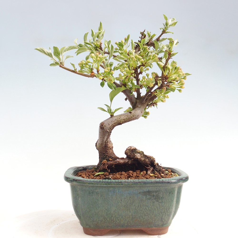 Outdoor bonsai - Malus sargentii - Jabłoń drobnoowocowa