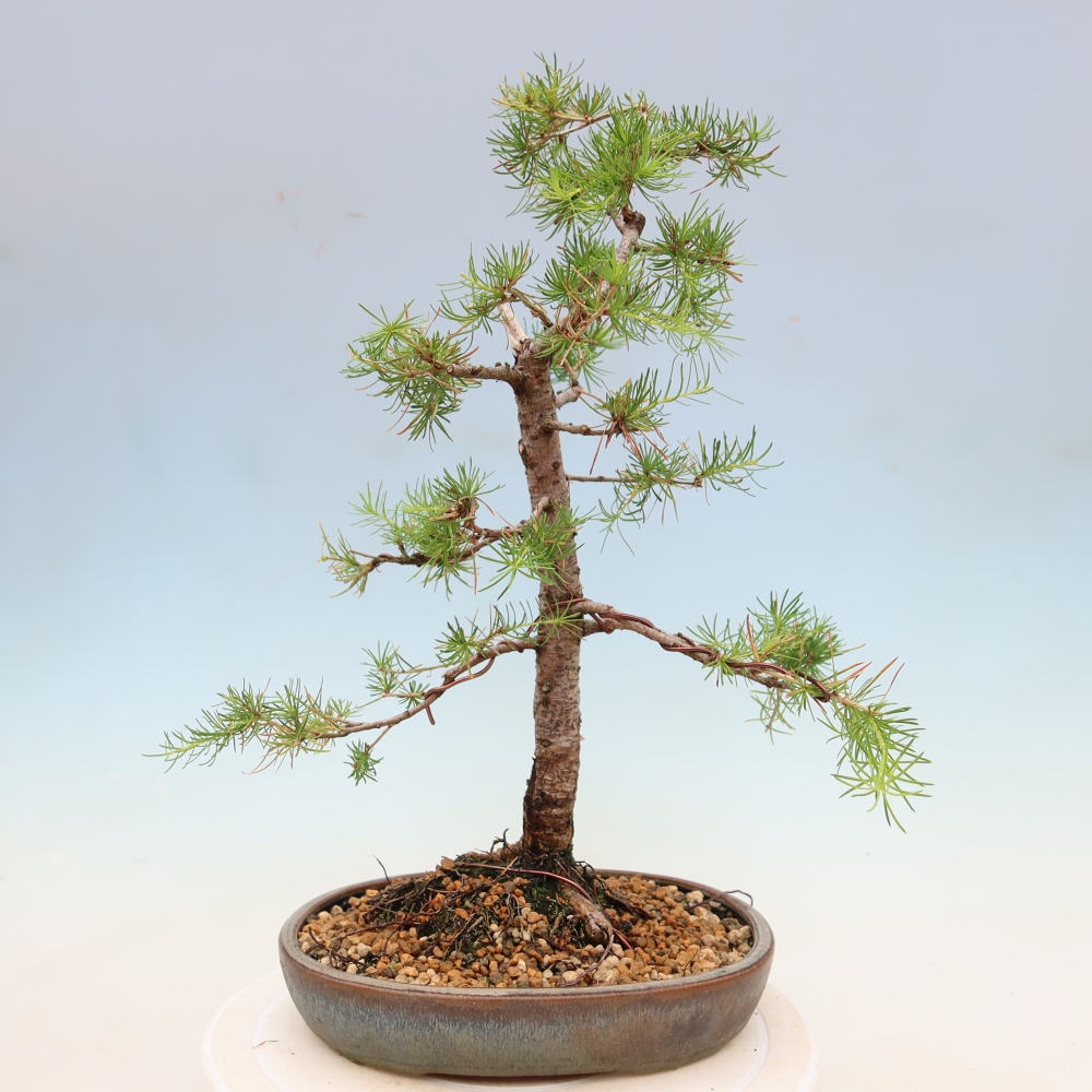 Bonsai zewnętrzne - Larix decidua - Modrzew
