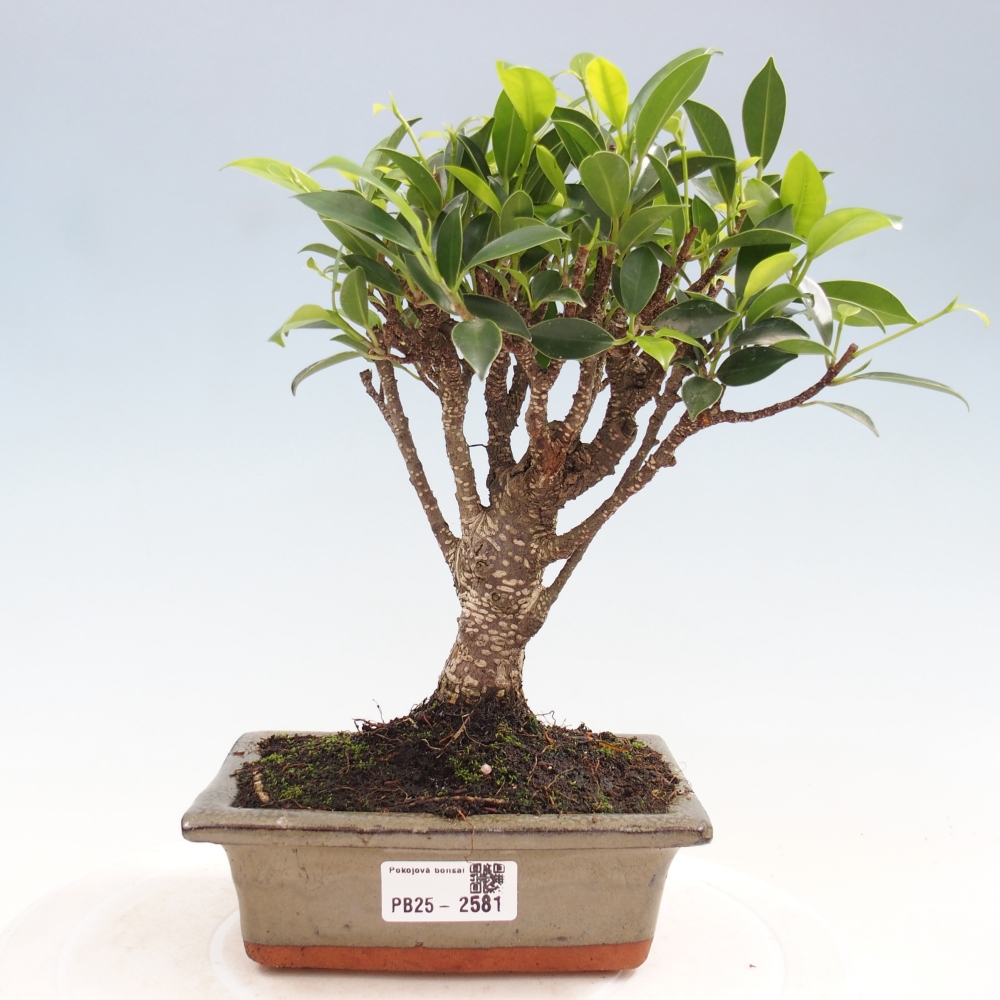 Bonsai wewnętrzne - Ficus retusa - figowiec drobnolistny