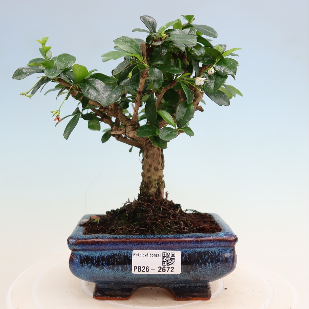 Bonsai pokojowe - Carmona macrophylla - Tea fuki