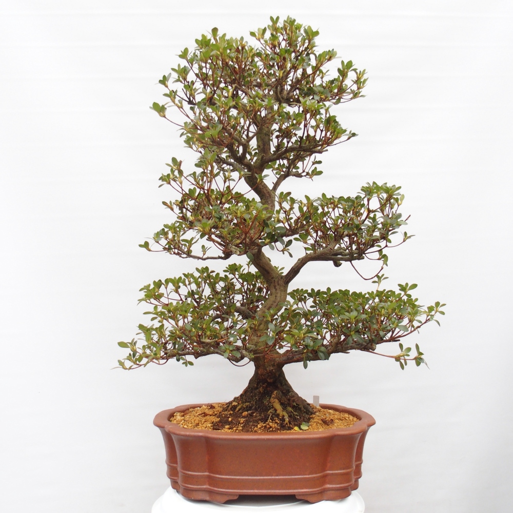 Bonsai zewnętrzne - Azalia japońska - Azalia Sansei