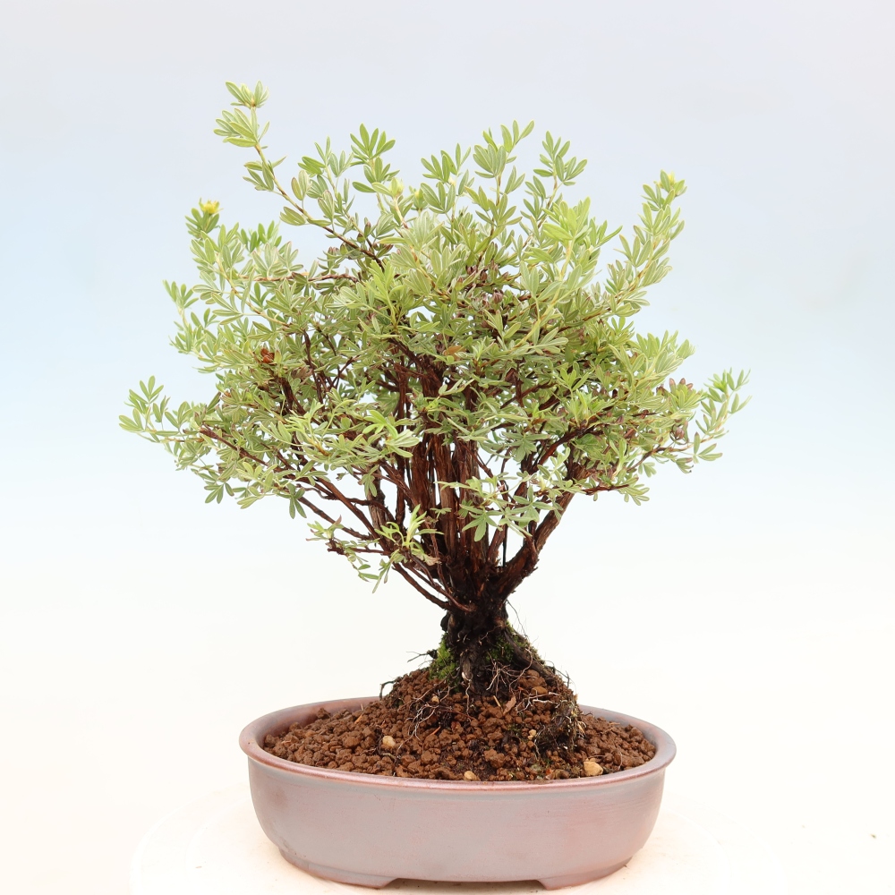 Bonsai zewnętrzne - Potentila fruticosa