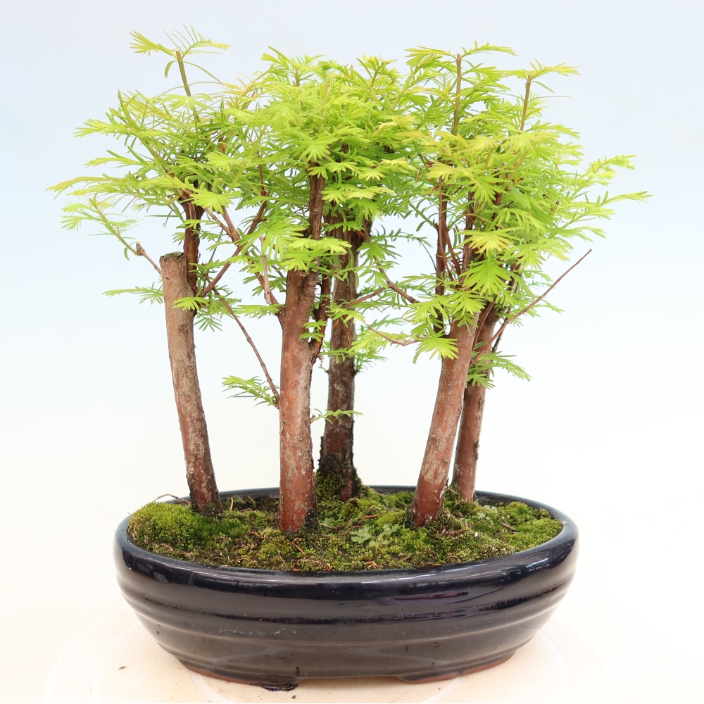 Bonsai ogrodowe – Metasequoia glyptostroboides – metasekwoja chińska – zagajnik