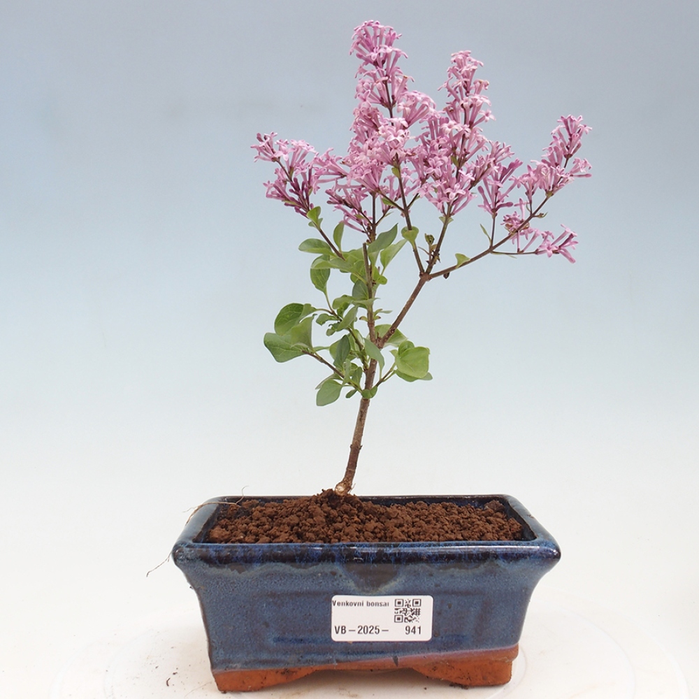 Bonsai zewnętrzne - Syringa Meyeri Palibin - Liliowy Meyera