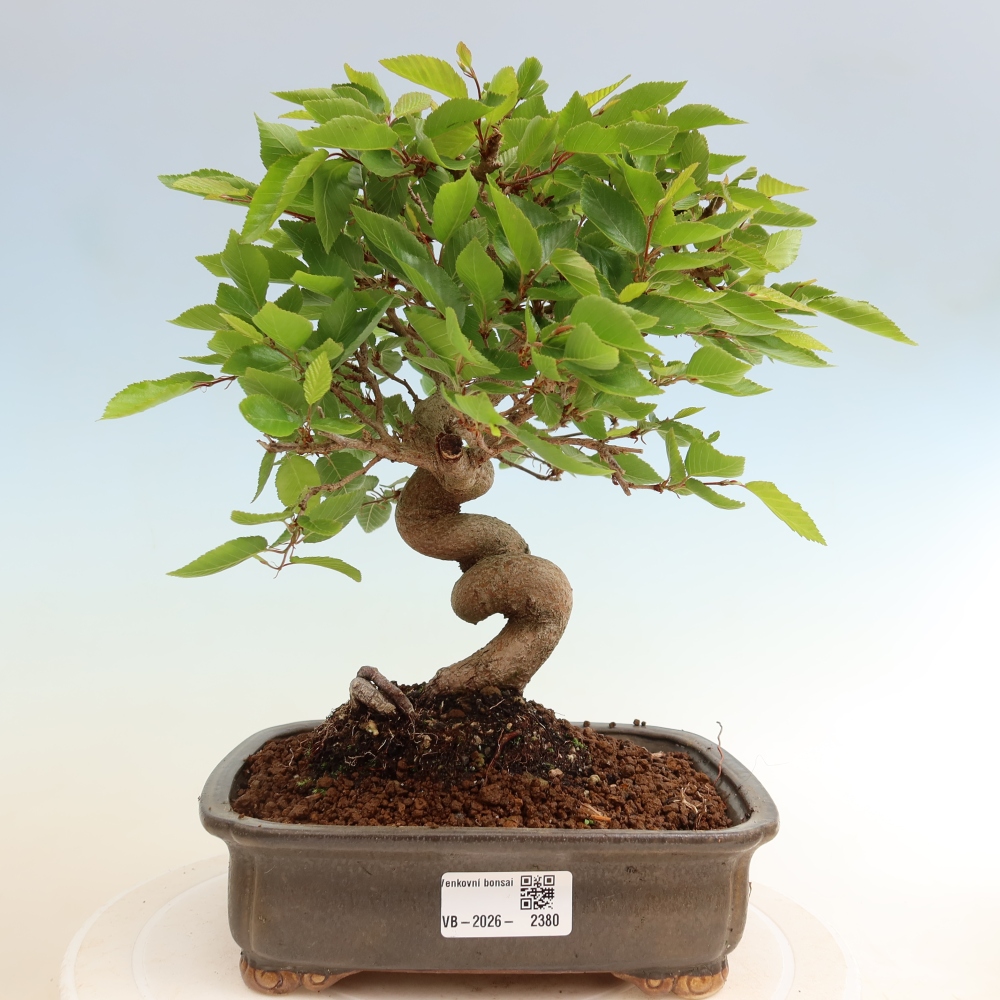 Outdoor bonsai - Carpinus coreana - grab koreański