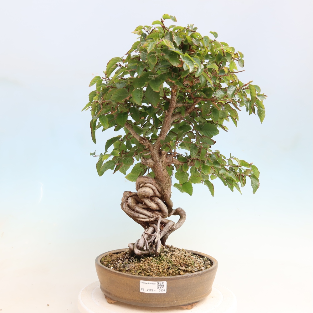 Outdoor bonsai - Carpinus CARPINOIDES - grab koreański