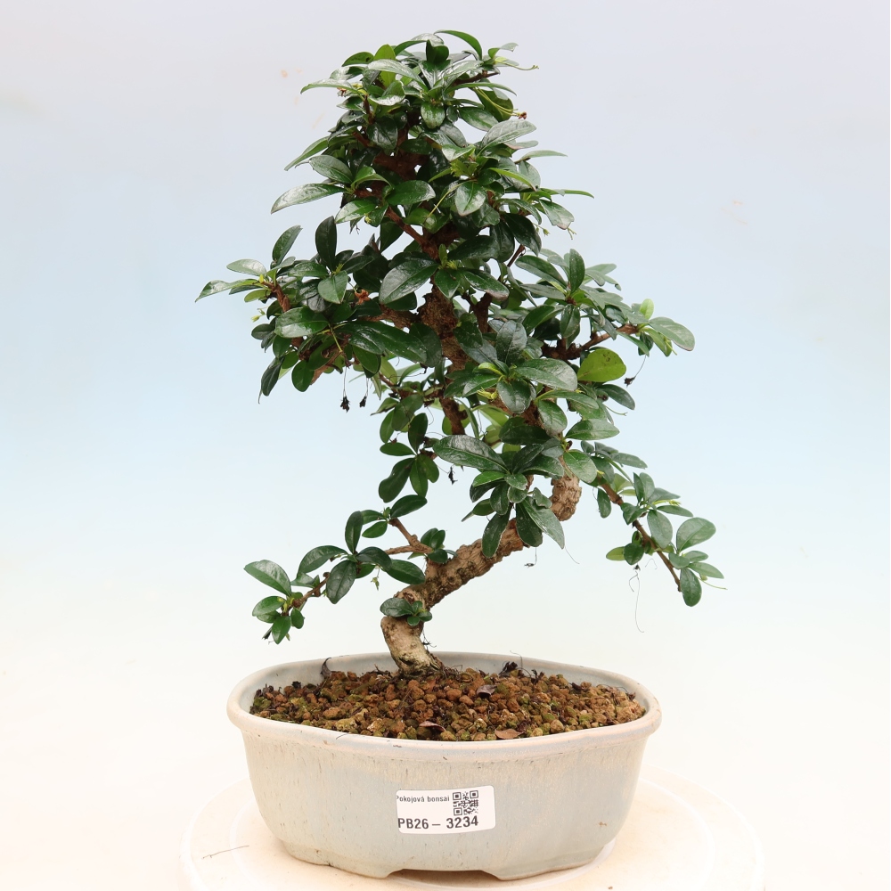Bonsai pokojowe - Carmona macrophylla - Tea fuki