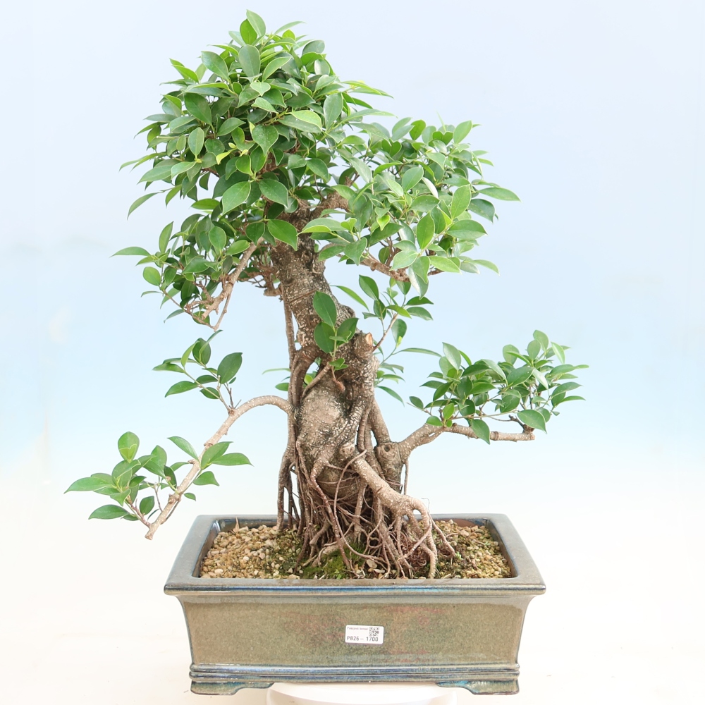Pokój bonsai - Ficus kimmen - figowiec drobnolistny