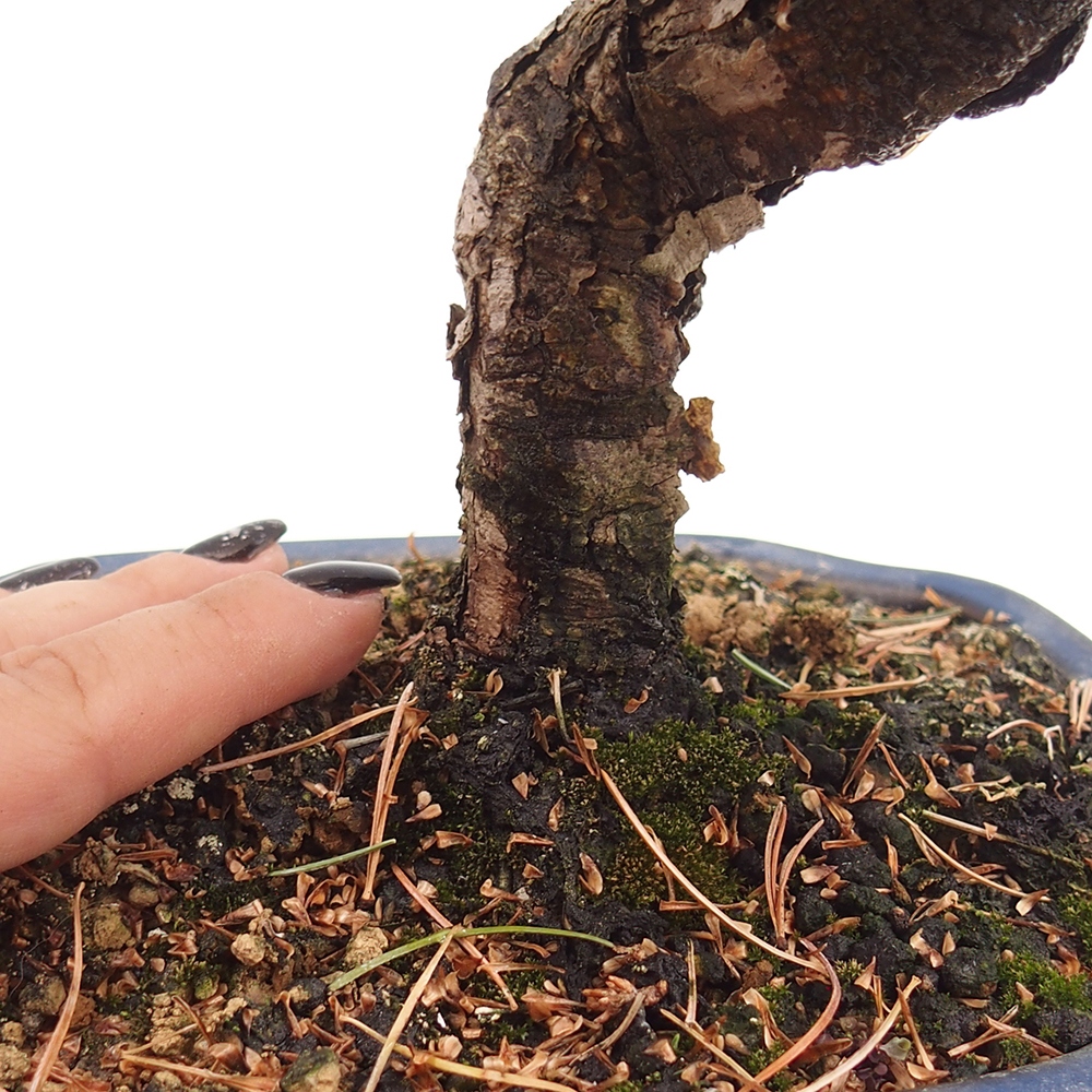 Outdoor bonsai - Pinus parviflora - Mała sosna