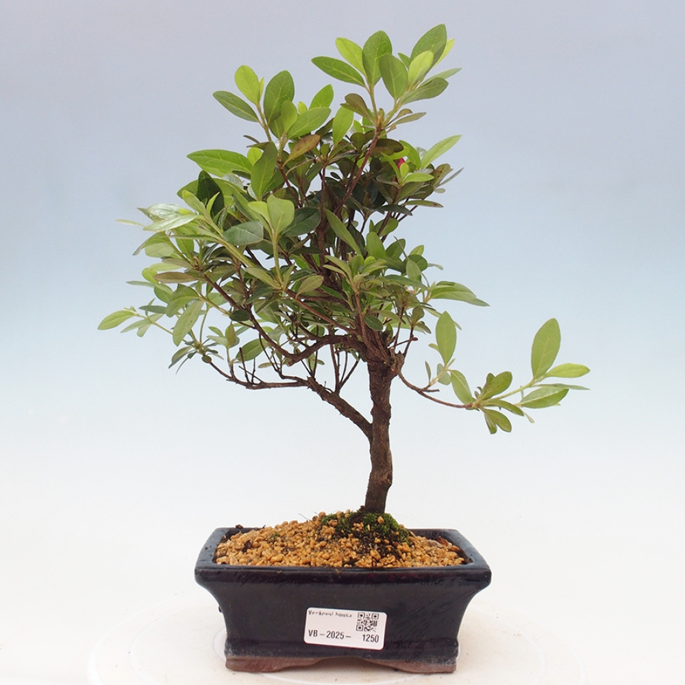Bonsai zewnętrzne - Azalia japońska - Azalea sp.