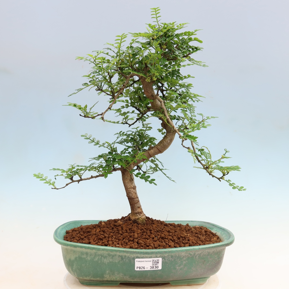 Pokój bonsai - Zantoxylum piperitum - drzewo pieprzowe