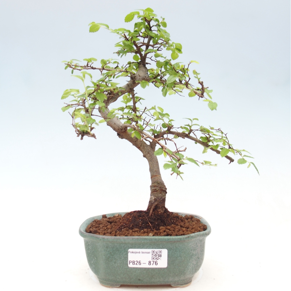 Pokój bonsai - Ulmus parvifolia - Wiąz drobnolistny