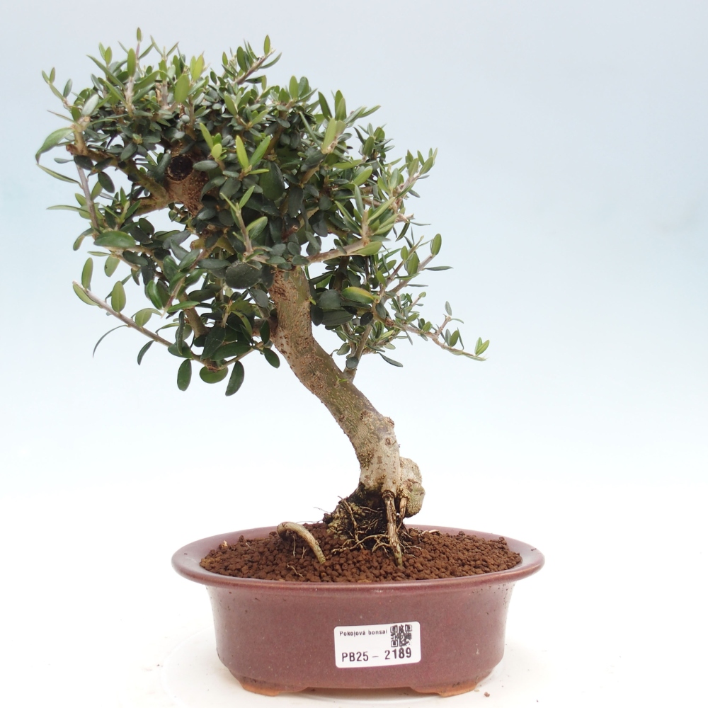 Kryte bonsai - Olea europaea sylvestris - Europejska oliwa z małych liści